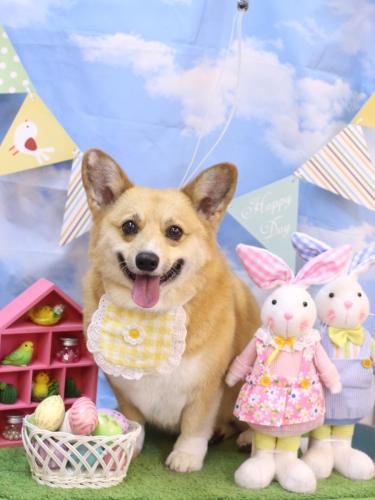 20240316イーブイちゃん